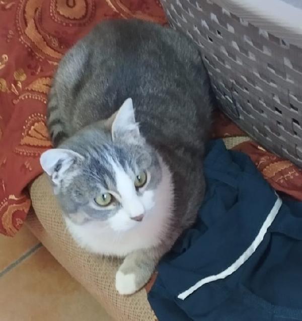 Ciccio Micio Simpatico E Gioioso